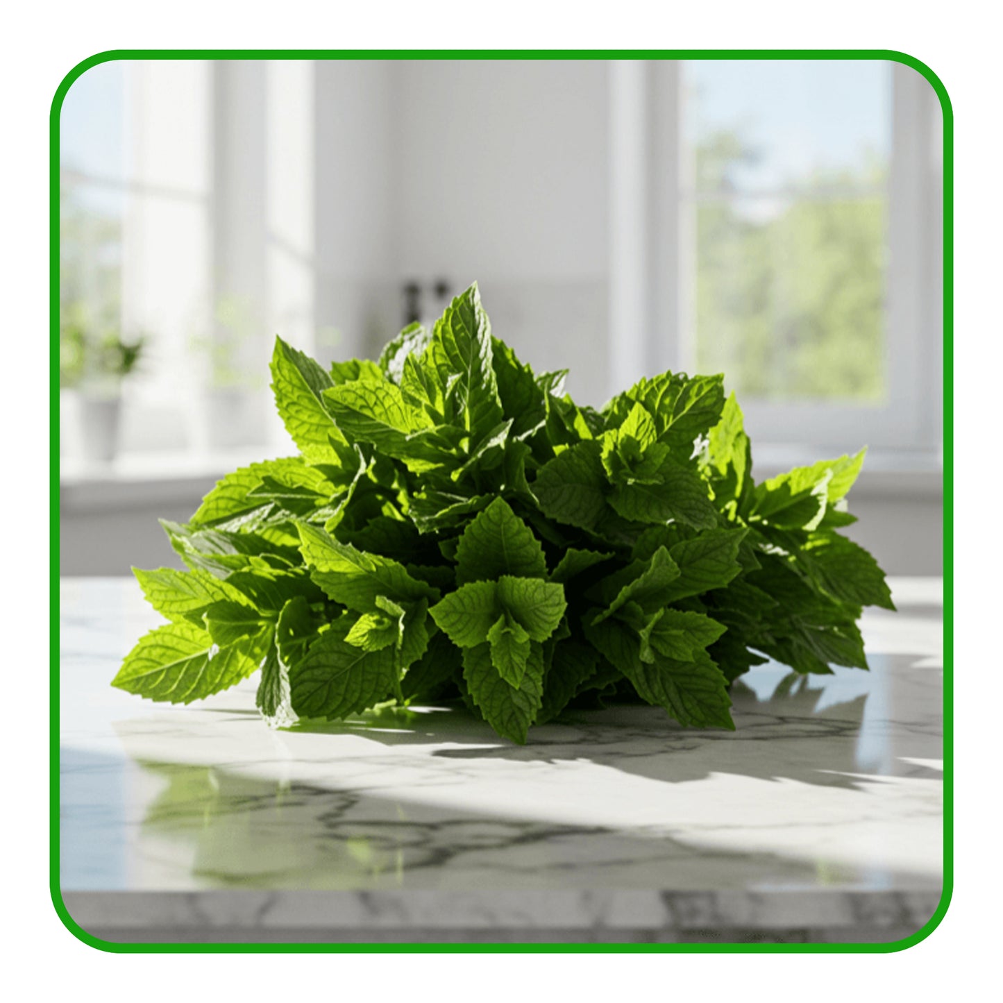 Fresh Mint