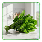 Fresh Spinach
