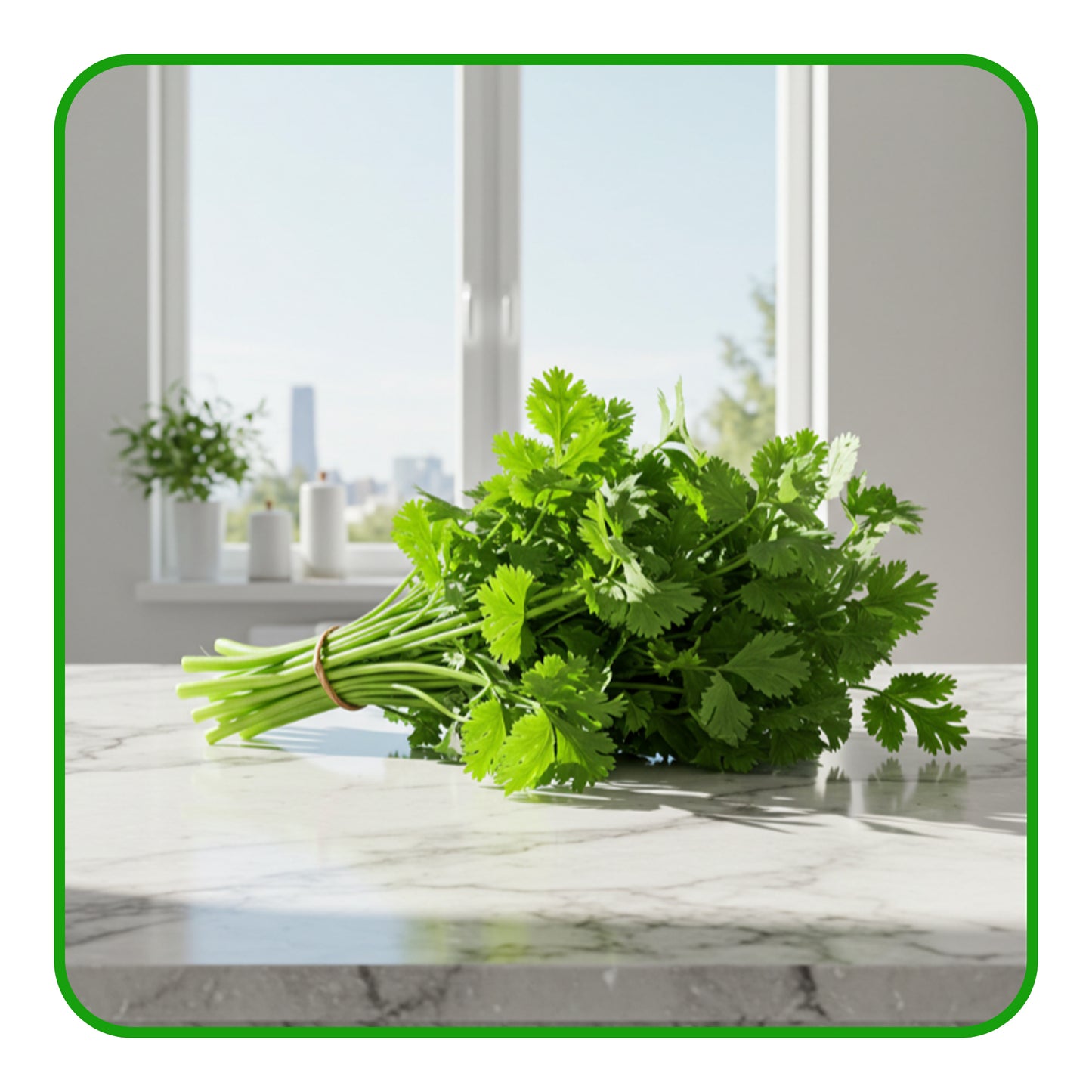 Coriander Bunch