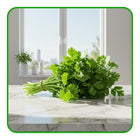 Coriander Bunch
