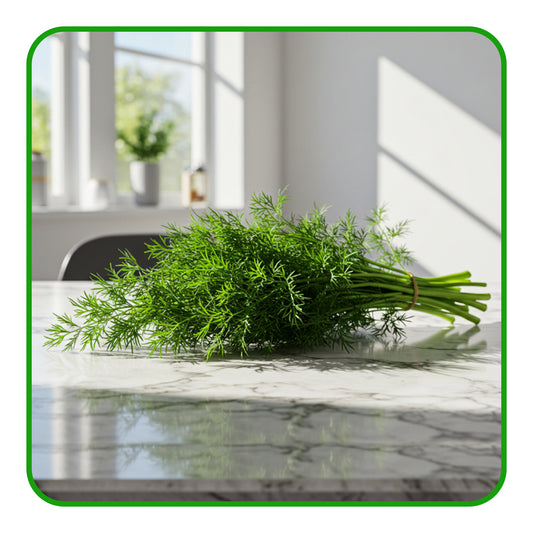 Fresh Dill