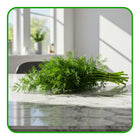 Fresh Dill