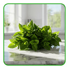 Fresh Mint